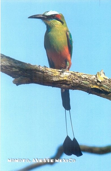 075-Turquoise-browed motmot